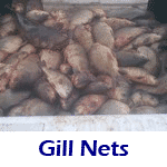 Photos Gill Nets